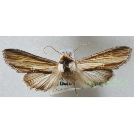 Cucullia scrophulariae (Denis & Schiffermüller, 1775) Czech21a